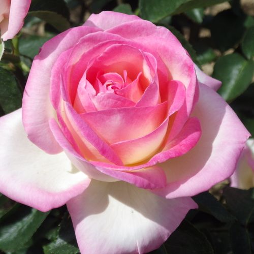 Princesse de Monaco ® teahibrid rózsa